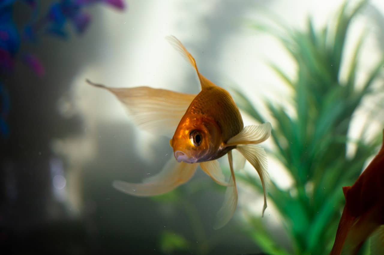 poisson aquarium osmoseur-min